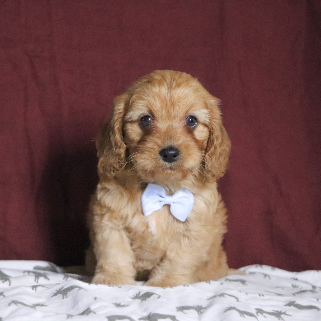 Frank - Available 12/31