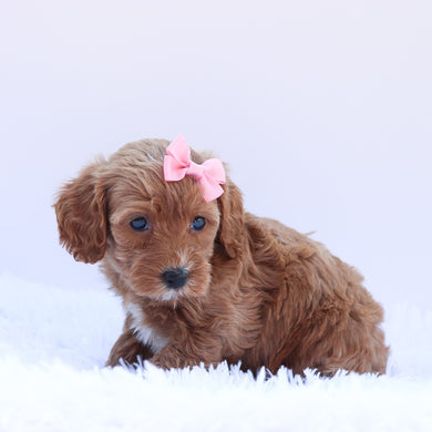 Gabby - Available 6/26
