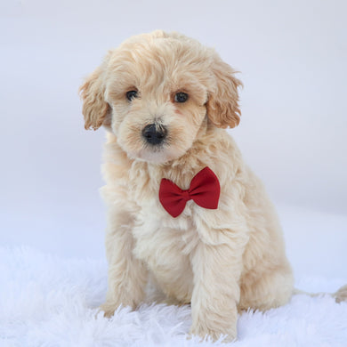 Garth - Available 9/17