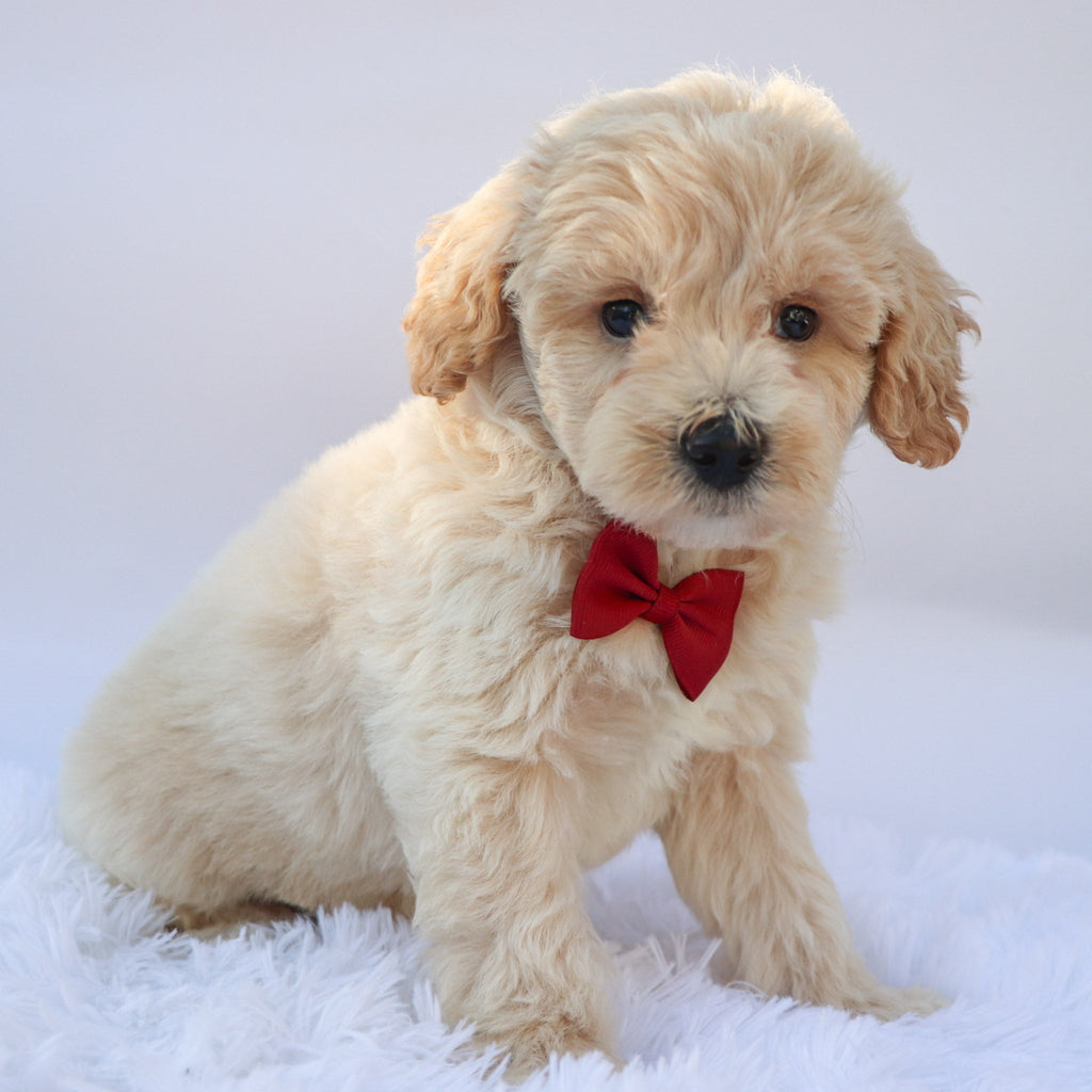 Garth - Available 9/17