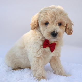 Garth - Available 9/17