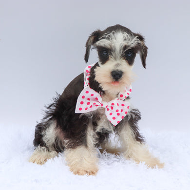 Gemma - Available Now