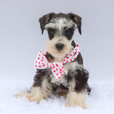 Gemma - Available Now