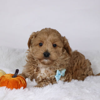 Gerald - Available 11/26