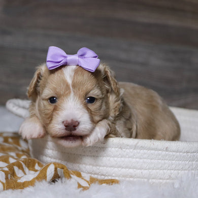 Gloria - Available 12/23