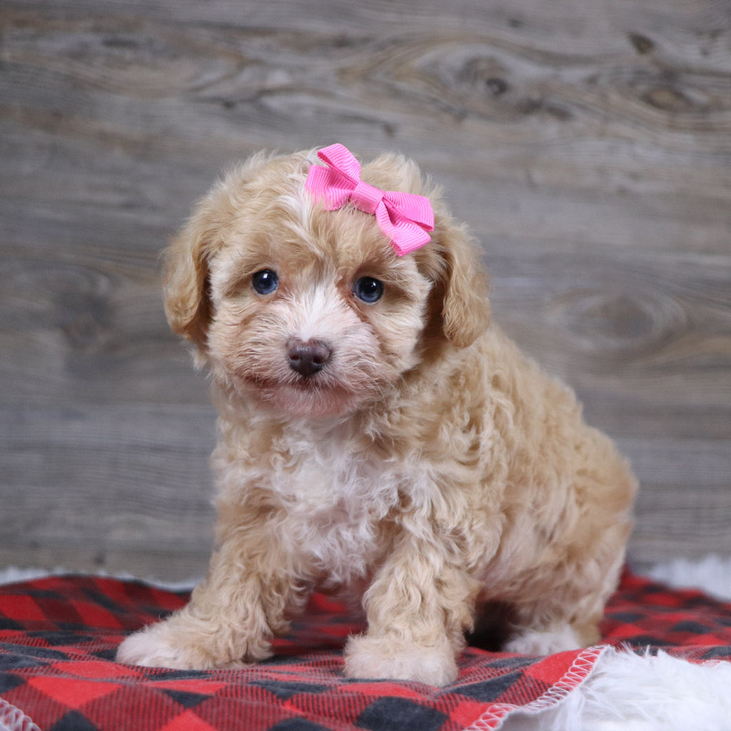 Gloria - Available Now