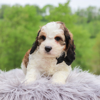 Goldie - Available 5/28