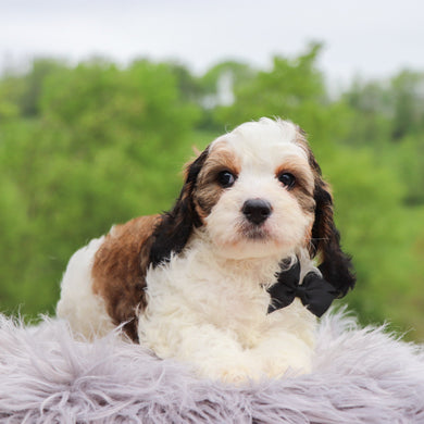 Goldie - Available 5/28