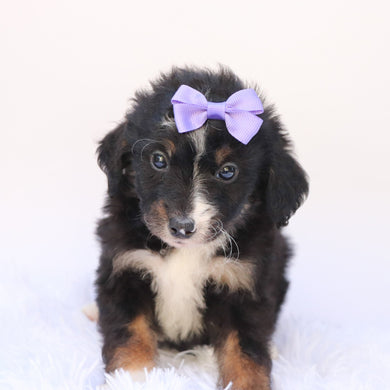 Goldie - Available 9/24