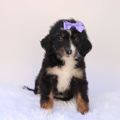 Goldie - Available 9/24