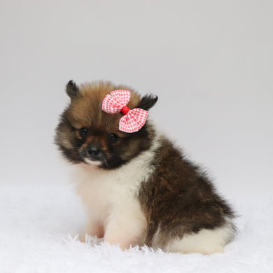 Greta - Available 7/2