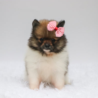 Greta - Available 7/2