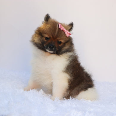Greta - Available 7/16