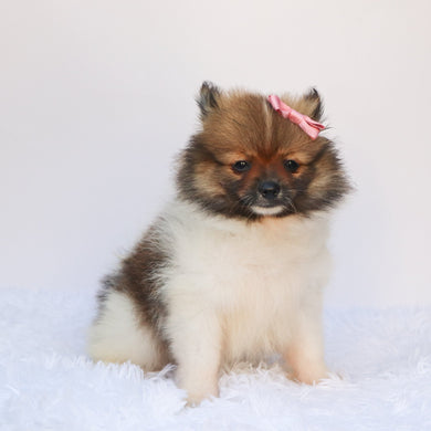 Greta - Available 7/16