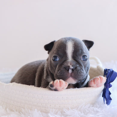 Gunner - Available 10/1