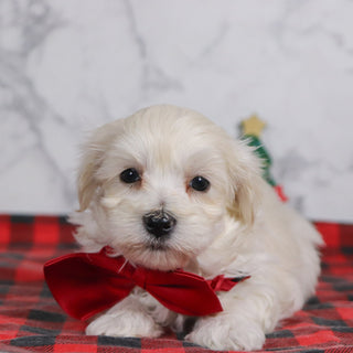 Hal - Available 12/31