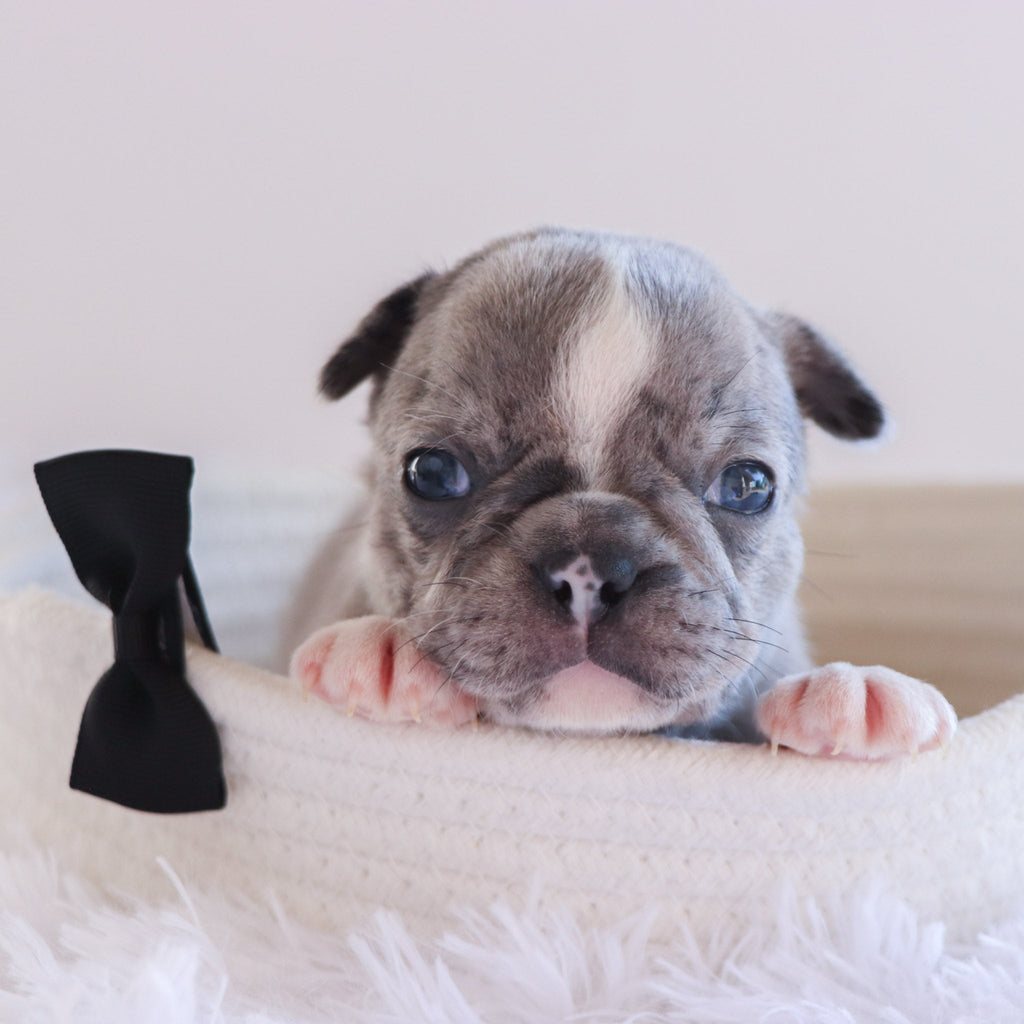 Hamilton - Available 10/1