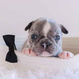 Hamilton - Available 10/1