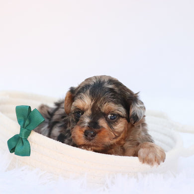 Hank - Available 8/27