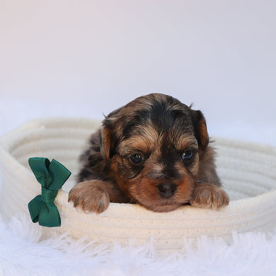 Hank - Available 8/27