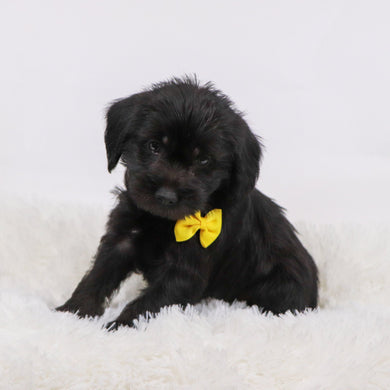 Hans - Available 11/12