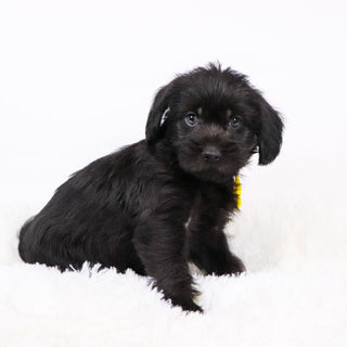 Hans - Available 11/12