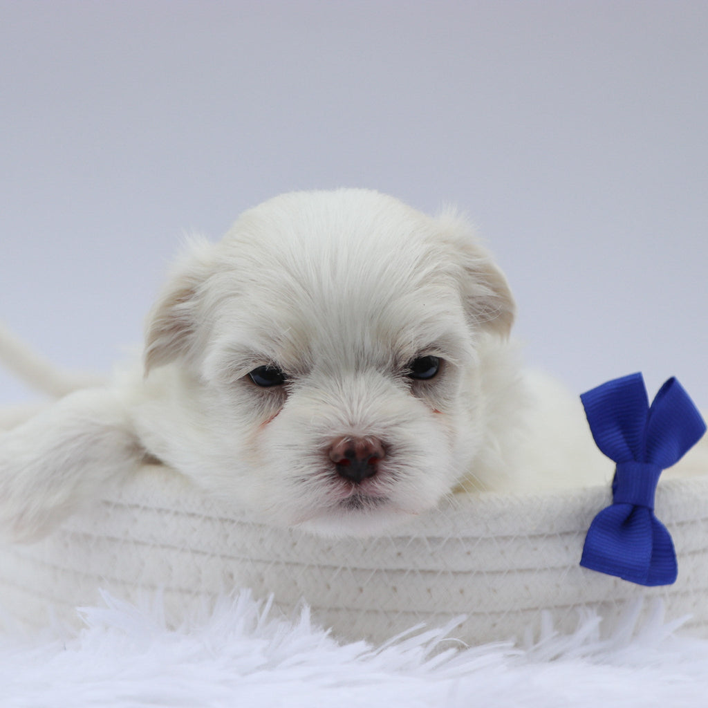 Harley - Available 8/20