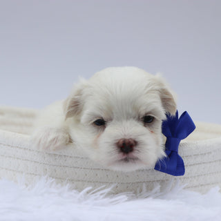 Harley - Available 8/20