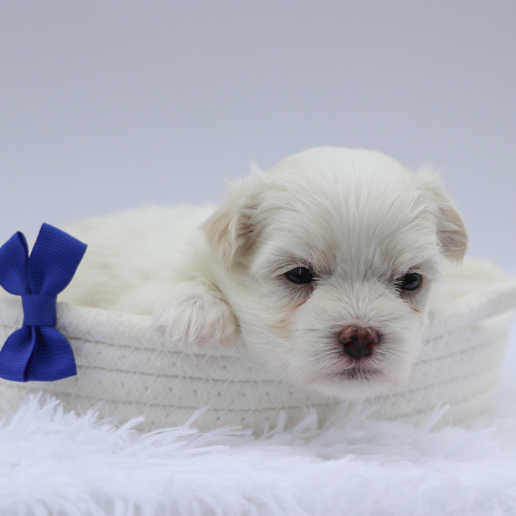 Harley - Available 8/20