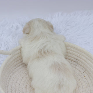 Harley - Available 8/20