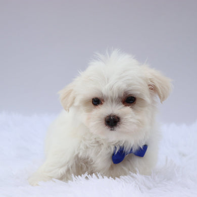 Harley - Available 8/20