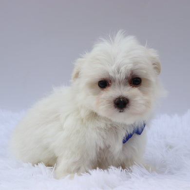 Harley - Available 8/20