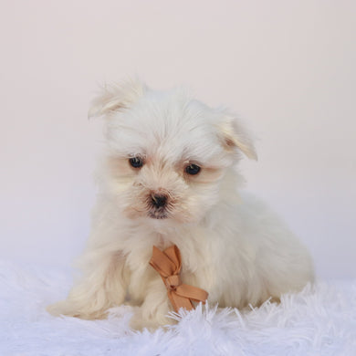 Harlie - Available 9/24