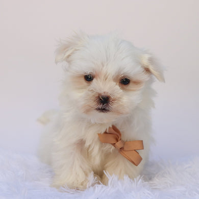 Harlie - Available 9/24