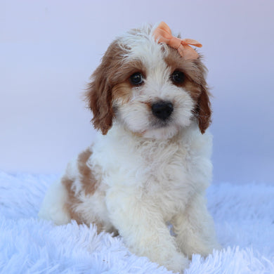 Hattie - Available 10/7