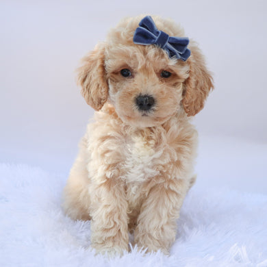 Hazel - Available 9/17