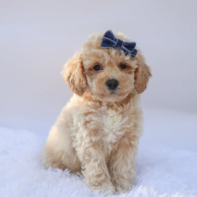 Hazel - Available 9/17