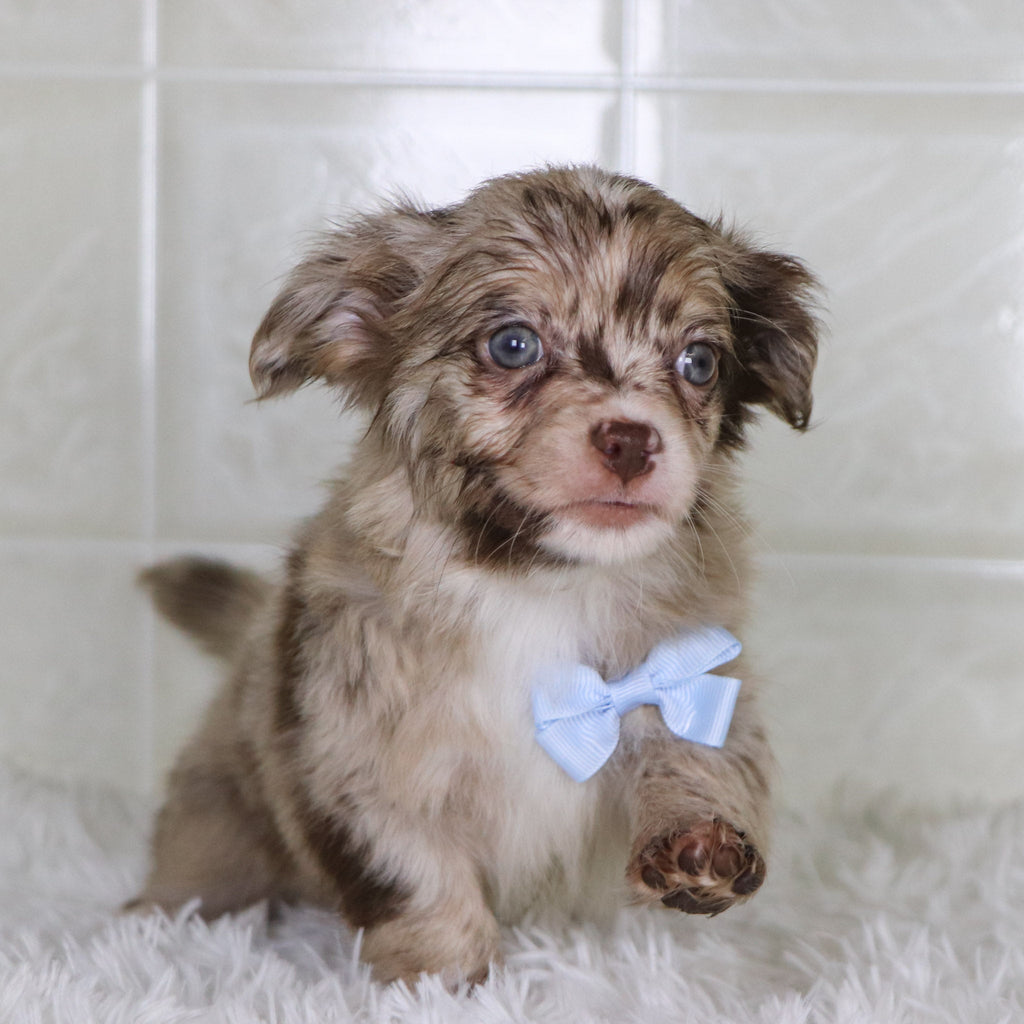 Herbert - Available Now