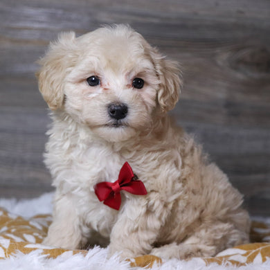 Hondo - Available 12/3