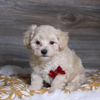 Hondo - Available 12/3