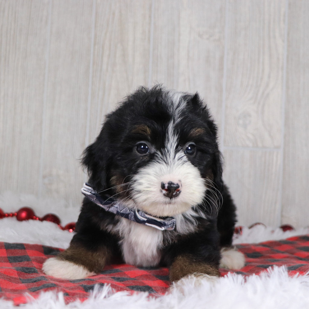 Hugh - Available 12/17