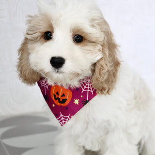 Susan - Available Now