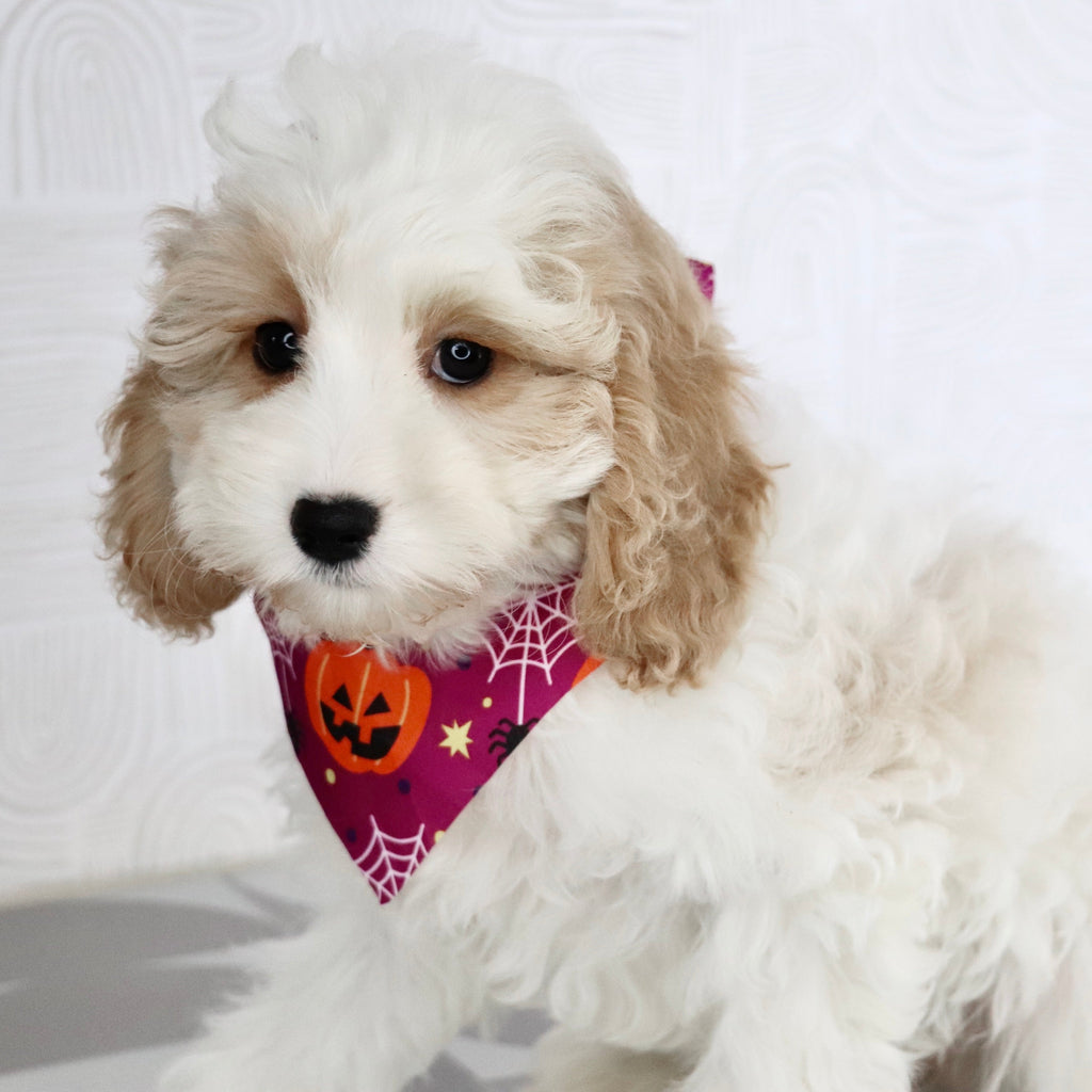 Susan - Available Now