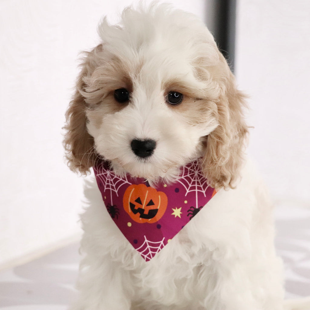 Susan - Available Now