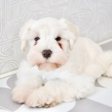 Chandler - Available Now