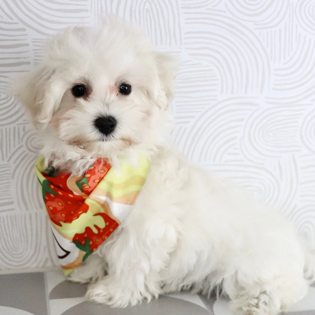 Orwell - Available Now