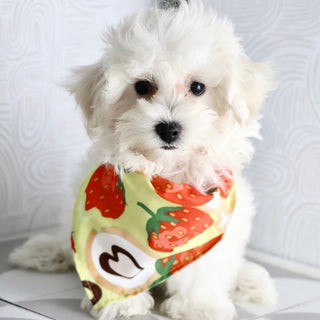 Orwell - Available Now