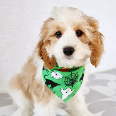 Dodie - Available Now