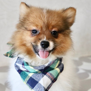 Andy - Available Now