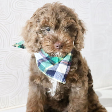 Petey - Available Now